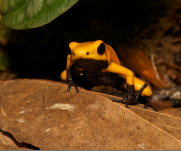 Epsa y Uniandes entregan primeros resultados de investigación sobre dos ranas venenosas colombianas en amenaza de extinción