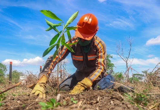 Más de 12.000 árboles empezarán a crecer en El Espinal con la siembra masiva que adelanta Celsia
